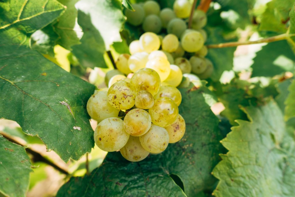 Chardonnay Grapes