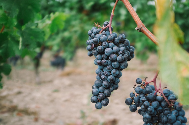 Red Wine Grapes